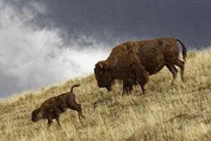 Lamar Valley Prints: Bison in fall, Lamar Valley, Yellowstone National Park, Montana / Wyoming
