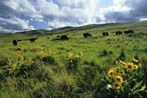 Bison graze on hills in the National Bison Range near Moiese Montana