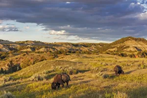 Theodore Roosevelt National Par Prints: Bison grazing in badlands in Theodore Roosevelt National Park, North Dakota, USA