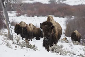 Survival Prints: Bison herd on the move