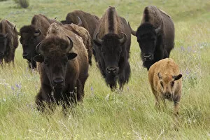 Images Dated 7th June 2007: Bison Herd with calf