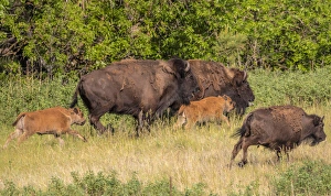 South Dakota Prints: Bison herd with calves in Custer State Park, South Dakota, USA