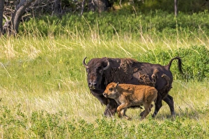 Great Plain Prints: Bison herd with calves in Custer State Park, South Dakota, USA