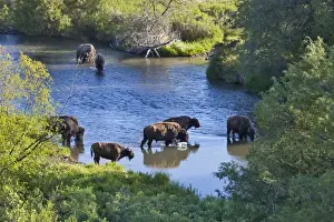 Images Dated 28th May 2009: Bison herd crossing Mission Creek in the National Bison Range near Moiese Montana