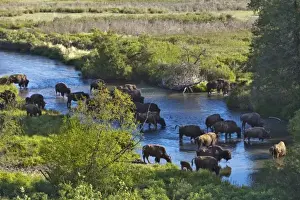 Mission Valley Prints: Bison herd crossing Mission Creek in the National Bison Range near Moiese Montana