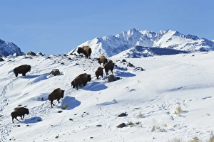 Images Dated 26th February 2014: Bison Herd, Electric Peak