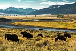 Mountains Prints: bison herd, feeding, Lamar River, Lamar Valley, Yellowstone National Park, Wyoming, USA
