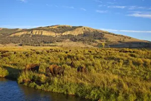 Images Dated 21st September 2009: Bison herd in the Lamar Valley of Yellowstone National Park in Wyoming