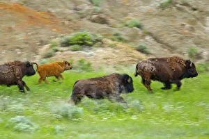 Blur Prints: Bison herd on the run at Theodore Rooosevelt National Park, North Dakota, USA