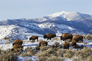 Images Dated 18th February 2013: Bison Herd, Yellowstone National Park