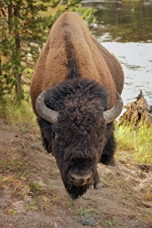 Bison Prints: Bison just off the trail along Firehole River