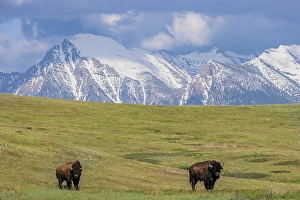 Bison Prints: Bison with Mission Mountain background at the National Bison Range in Moiese