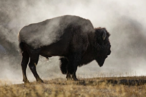 Bison in mist, Upper Geyser Basin near Old Faithful, Yellowstone National Park