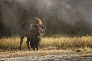 Bison in mist, Upper Geyser Basin near Old Faithful, Yellowstone National Park
