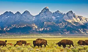 Images Dated 7th August 2006: Bison Passage, Teton Front Range and Flowering Sage at Sunrise, Antelope Flats, Grand