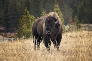 Images Dated 5th August 2020: Bison resting in meadow of autumn grass, Yellowstone National Park, Wyoming, USA
