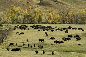 Images Dated 1st October 2007: Bison Roundup, Custer State Park, Black Hills, South Dakota, USA