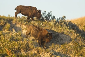 Images Dated 1st July 2012: Bison running down embankment in Theodore Roosevelt National Park, North Dakota, USA