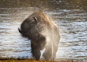 Images Dated 19th September 2009: Bison shaking off the water after swimming across the Yellowstone River in the Hayden