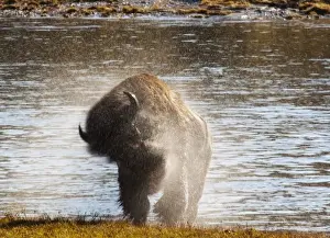 Yellow Stone Prints: Bison shaking off the water after swimming across the Yellowstone River in the Hayden