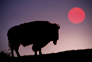Images Dated 12th January 2011: Bison silhouetted at sunrise, Bison bison, Yellowstone National Park, Wyoming