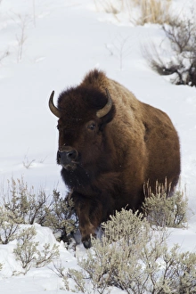 Survival Prints: Bison Traveling through deep snow