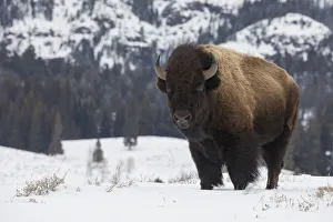 Bison winter bull