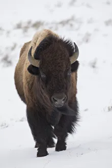 Images Dated 28th November 2018: Bison winter bull