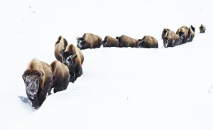 Nature Prints: Bison, winter migration