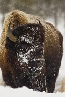 Images Dated 13th January 2011: Bison in winter in Yellowstone National Park, Wyoming, USA