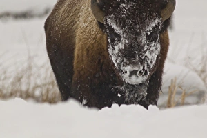 Yellow Stone Prints: Bison in winter in Yellowstone National Park, Wyoming, USA