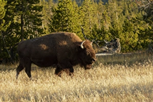 Images Dated 13th October 2017: Bison, Yellowstone National Park, Montana / Wyoming
