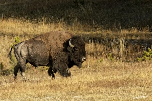 Wyoming Prints: Bison, Yellowstone National Park, Montana / Wyoming