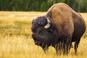 Bison Prints: Bison, Yellowstone National Park, Wyoming, USA