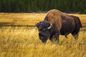 Bison, Yellowstone National Park, Wyoming, USA