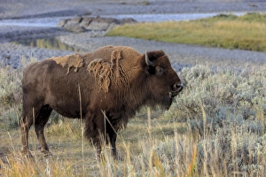 Ungulate Prints: Bison in front of Yellowstone River. Yellowstone National Park. Wyoming