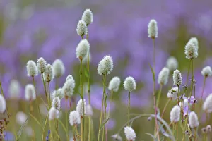 Yosemite Prints: Bistort flowers. Tuolumne Meadows, Yosemite National Park, California