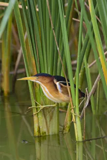 Fresh Water Prints: Least Bittern (Ixobrychus exilis) hunting