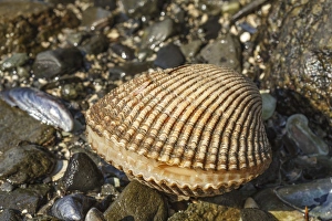 Tide Pool Prints: Bivalve, Auke Bay, Alaska