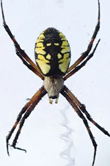 Images Dated 21st August 2005: Black-and-yellow argiope, Argiope aurantia, Unionville, Ontario, Canada