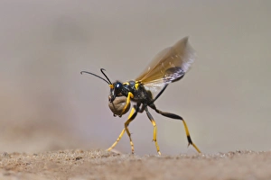 Images Dated 12th April 2011: Black-And-Yellow Mud Dauber (Sceliphron coementarium) gathering mud balls for nest