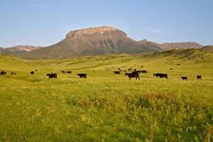 Images Dated 3rd June 2007: Black angus cattle graze in front of Ear Mountain on the Rocky Mountain Front of Montana