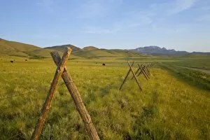 Images Dated 3rd June 2007: Black angus cattle graze near fenceline and gravel road on the Rocky Mountain Front