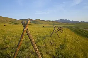 Gravel Road Prints: Black angus cattle graze near fenceline and gravel road on the Rocky Mountain Front
