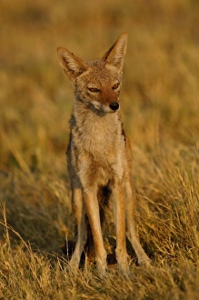 Images Dated 15th October 2005: Black-backed jackal (Canis mesomelas) Mombo area, Chiefs Island. Okavango Delta