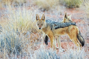 Kalahari Desert Prints: Black-backed jackal pair, courtship grooming in the Kalahari Desert