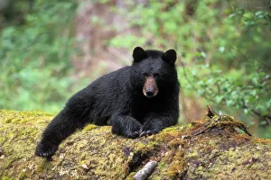 Olympics Prints: Black bear on an