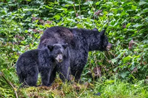 USA, North America, Alaska Prints: Black Bear adult and Cub, Anan Creek, Wrangell, Alaska, USA
