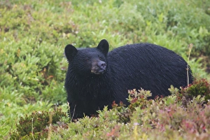 Scent Prints: Black Bear, autumn rain