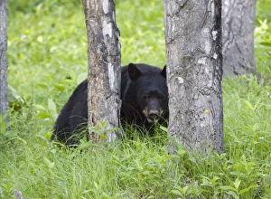 Images Dated 14th July 2005: Black bear in Banff, Alberta, Canada